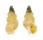NASSARIIDAE NASSARIUS HIRADOENSIS shell