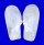 LATERNULIDAE LATERNULA TRUNCATA shell