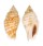 STROMBIDAE STROMBUS GIBBERULUS GIBBOSUS shell