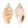 STROMBIDAE STROMBUS GIBBERULUS GIBBOSUS shell