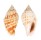 STROMBIDAE STROMBUS GIBBERULUS GIBBOSUS shell
