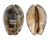 CYPRAEIDAE MAURITIA ARABICA shell