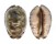 CYPRAEIDAE MAURITIA ARABICA shell