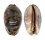CYPRAEIDAE MAURITIA ARABICA shell
