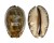 CYPRAEIDAE MAURITIA ARABICA shell