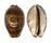 CYPRAEIDAE MAURITIA ARABICA shell