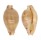CYPRAEIDAE CYPRAEA MARTINI SUPERSTES shell