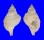 PERSONIDAE DISTORSIO RETICULATA shell
