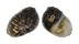 NERITIDAE NERITINA VARIEGATA shell