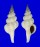 FASCIOLARIIDAE PSEUDOLATIRUS PALLIDUS shell