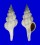 FASCIOLARIIDAE PSEUDOLATIRUS PALLIDUS shell
