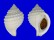 CASSIDAE GALEODA LEUCODOMA shell