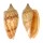 VOLUTIDAE CYMBIOLISTA JANSAE JANSAE shell