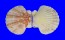 PECTINIDAE ANNACHLAMYS KUHNHOLTZI shell