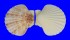 PECTINIDAE ANNACHLAMYS KUHNHOLTZI shell