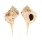 MURICIDAE VOKESIMUREX TRICORONIS shell