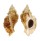 MURICIDAE CERATOSTOMA FOLIATUM shell