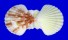PECTINIDAE ANNACHLAMYS KUHNHOLTZI shell