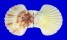 PECTINIDAE ANNACHLAMYS KUHNHOLTZI shell