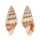 MITRIDAE COSTELLARIA DECORA shell