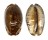 CYPRAEIDAE MAURITIA ARABICA shell