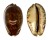 CYPRAEIDAE MAURITIA ARABICA shell