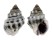 NASSARIIDAE HEBRA SUBSPINOSA shell