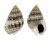 NASSARIIDAE NIOTHA cf. GRUNERI shell