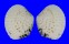 VENERIDAE GAFRARIUM PECTINATUM shell