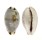 CYPRAEIDAE CYPRAEA OWENI VASTA shell