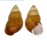 LANDSNAIL HELICOSTYLA FULGETRUM shell