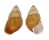 LANDSNAIL HELICOSTYLA FULGETRUM shell