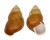 LANDSNAIL HELICOSTYLA FULGETRUM shell