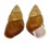 LANDSNAIL HELICOSTYLA FULGETRUM shell