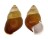 LANDSNAIL HELICOSTYLA FULGETRUM shell