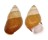 LANDSNAIL HELICOSTYLA FULGETRUM shell