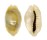 CYPRAEIDAE MONETARIA ANNULUS ROSTRATE shell