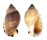 CASSIDAE CASMARIA ERINACEUS VIBEX shell