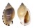 CASSIDAE CASMARIA ERINACEUS VIBEX shell
