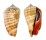 STROMBIDAE STROMBUS LUHUANUS shell