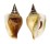 STROMBIDAE LAEVISTROMBUS TURTURELLA shell