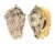 STROMBIDAE STROMBUS LENTIGINOSUS shell