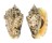 STROMBIDAE STROMBUS LENTIGINOSUS shell