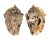 STROMBIDAE STROMBUS LENTIGINOSUS shell
