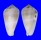 CONIDAE CONUS ERMINEUS ERMINEUS shell