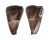 CONIDAE CONUS LOROISII INSIGNIS shell