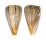 CONIDAE CONUS SURATENSIS shell