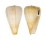 CONIDAE CONUS SURATENSIS shell