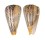 CONIDAE CONUS SURATENSIS shell