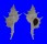 MURICIDAE SIRATUS BEAUII BRANCHI shell